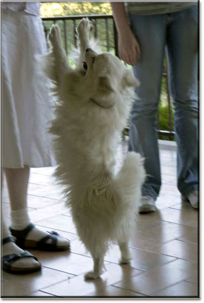 Der Hund Peggy